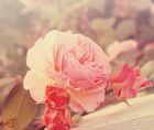 عکس عاشقانه عکس عاشقانه